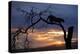 Africa, Botswana, Savuti Game Reserve. Leopard on Branch at Sunset-Jaynes Gallery-Premier Image Canvas