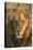 Africa, Botswana, Savuti Game Reserve. Male Lion Close-Up-Jaynes Gallery-Premier Image Canvas