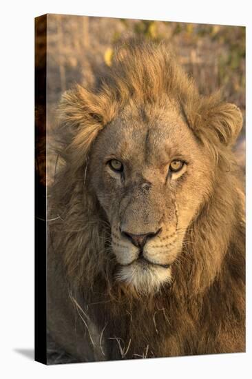 Africa, Botswana, Savuti Game Reserve. Male Lion Close-Up-Jaynes Gallery-Premier Image Canvas