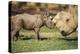 Africa, Captive Southern White Rhino with Young-Roy Toft-Premier Image Canvas