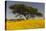 Africa, Ethiopian Highlands, Western Amhara. Meskel Flowers in Full Bloom-Ellen Goff-Premier Image Canvas