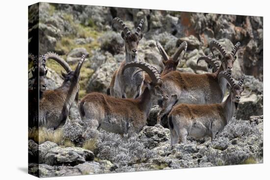 Africa, Ethiopian Highlands, Western Amhara, Simien Mountains National Park. Group of Walia Ibex-Ellen Goff-Premier Image Canvas