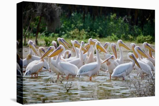 Africa: Kenya: a Flock of Yellow Beaked Pelican Looks Out for Food-Lindsay Constable-Premier Image Canvas