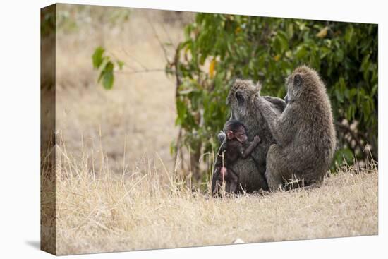 Africa, Kenya, Maasai Mara, Family of Baboon Monkeys-Hollice Looney-Premier Image Canvas