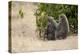 Africa, Kenya, Maasai Mara, Family of Baboon Monkeys-Hollice Looney-Premier Image Canvas