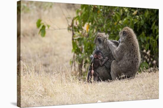 Africa, Kenya, Maasai Mara, Family of Baboon Monkeys-Hollice Looney-Premier Image Canvas