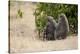 Africa, Kenya, Maasai Mara, Family of Baboon Monkeys-Hollice Looney-Premier Image Canvas