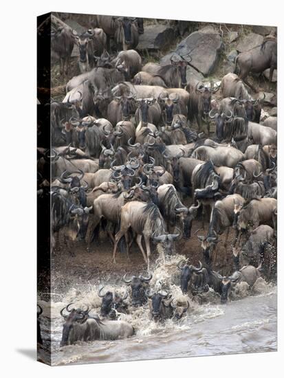 Africa, Kenya, Maasai Mara, wildebeest crossing the Mara River during the migration-Hollice Looney-Premier Image Canvas