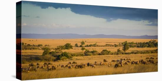 Africa, Kenya, Maasai Mara, wildebeest grazing on the Mara-Hollice Looney-Premier Image Canvas