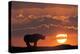 Africa, Kenya, Masai Mara Game Reserve. Composite of White Rhino Silhouette and Sunset-Jaynes Gallery-Premier Image Canvas