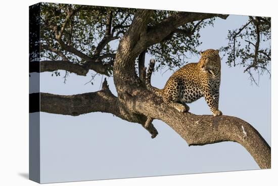 Africa, Kenya, Masai Mara National Reserve, African Leopard in tree.-Emily Wilson-Premier Image Canvas