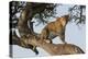 Africa, Kenya, Masai Mara National Reserve, African Leopard in tree.-Emily Wilson-Premier Image Canvas