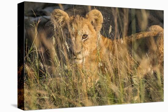 Africa, Kenya, Masai Mara National Reserve. African Lion female with cubs.-Emily Wilson-Premier Image Canvas