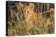 Africa, Kenya, Masai Mara National Reserve. African Lion female with cubs.-Emily Wilson-Premier Image Canvas