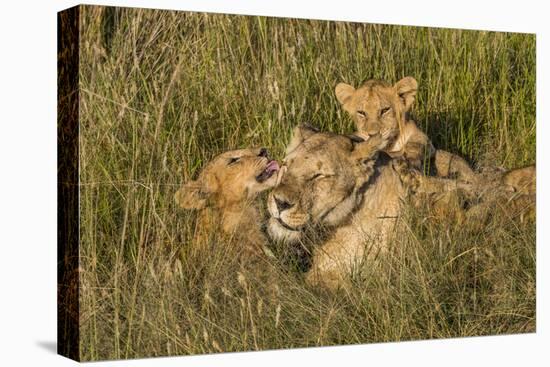 Africa, Kenya, Masai Mara National Reserve. African Lion female with cubs.-Emily Wilson-Premier Image Canvas