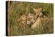 Africa, Kenya, Masai Mara National Reserve. African Lion female with cubs.-Emily Wilson-Premier Image Canvas