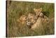 Africa, Kenya, Masai Mara National Reserve. African Lion female with cubs.-Emily Wilson-Premier Image Canvas