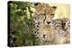 Africa, Kenya, Masai Mara National Reserve. Cheetah mother licking cub.-Jaynes Gallery-Premier Image Canvas