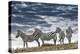 Africa, Kenya, Masai Mara National Reserve. Group of zebras on ridge.-Jaynes Gallery-Premier Image Canvas