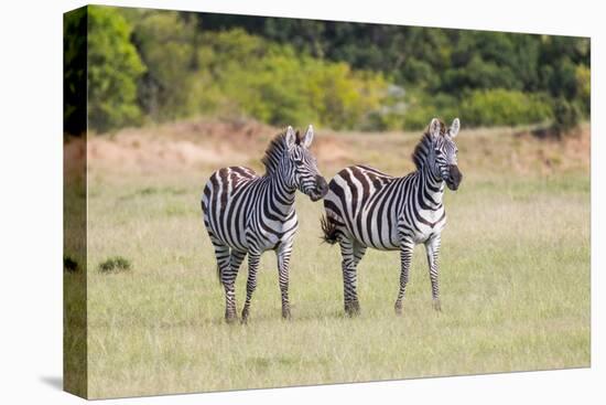 Africa, Kenya, Masai Mara National Reserve. Plains Zebra, Equus quagga.-Emily Wilson-Premier Image Canvas