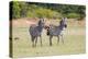 Africa, Kenya, Masai Mara National Reserve. Plains Zebra, Equus quagga.-Emily Wilson-Premier Image Canvas