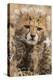 Africa, Kenya, Masai Mara National Reserve. Portrait of cheetah cub.-Jaynes Gallery-Premier Image Canvas