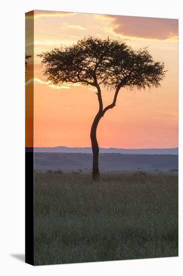 Africa, Kenya, Masai Mara National Reserve. Sunset over tree.-Emily Wilson-Premier Image Canvas