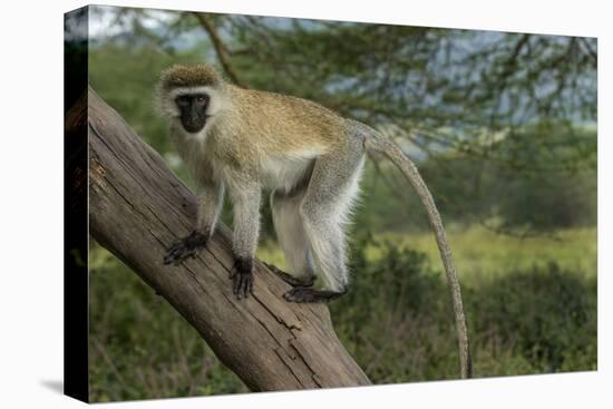 Africa, Kenya, Masai Mara National Reserve. Vervet monkey on tree.-Jaynes Gallery-Premier Image Canvas