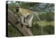 Africa, Kenya, Masai Mara National Reserve. Vervet monkey on tree.-Jaynes Gallery-Premier Image Canvas