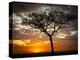 Africa, Kenya, Masai Mara, sunrise-George Theodore-Premier Image Canvas