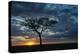 Africa, Kenya, Masai Mara sunrise-George Theodore-Premier Image Canvas