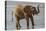 Africa, Kenya, Samburu, Ewaso Ng'iro River, African elephant.-Emily Wilson-Premier Image Canvas