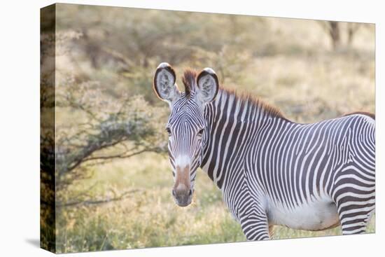 Africa, Kenya, Samburu National Game Reserve and Park, Grevy's Zebra.-Emily Wilson-Premier Image Canvas