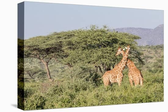 Africa, Kenya, Samburu National Park, Reticulated Giraffes at sunset.-Emily Wilson-Premier Image Canvas