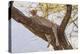 Africa, Kenya, Samburu National Reserve. African Leopard in tree.-Emily Wilson-Premier Image Canvas