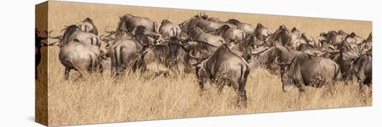 Africa, Kenya, wildebeest-George Theodore-Premier Image Canvas