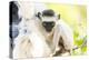 Africa, Madagascar, A baby Verreaux's sifaka playing in a tree right next to its mother.-Ellen Goff-Premier Image Canvas