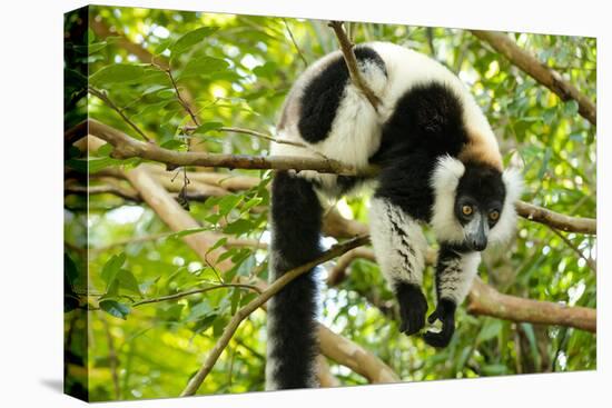 Africa, Madagascar. A black-and-white ruffed lemur completely relaxes in a tree.-Ellen Goff-Premier Image Canvas