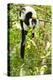 Africa, Madagascar. A black-and-white ruffed lemur completely relaxes in a tree.-Ellen Goff-Premier Image Canvas