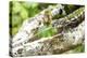 Africa, Madagascar. A panther chameleon sticks out its tongue to get an insect.-Ellen Goff-Premier Image Canvas