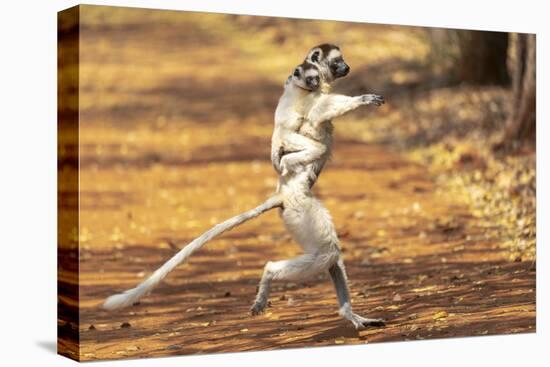 Africa, Madagascar. A Verreaux's sifaka 'dances' across open areas while its baby holding on.-Ellen Goff-Premier Image Canvas