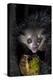 Africa, Madagascar. An aye aye, a highly endangered nocturnal lemur eats a coconut.-Ellen Goff-Premier Image Canvas