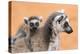 Africa, Madagascar, Anosy Region, Berenty Reserve. A baby ring-tailed lemur-Ellen Goff-Premier Image Canvas