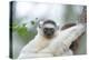 Africa, Madagascar, Anosy Region, Berenty Reserve. Portrait of a young Verreaux's sifaka-Ellen Goff-Premier Image Canvas