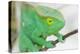 Africa, Madagascar, east of Tana, Marozevo. Portrait of a Parson's chameleon.-Ellen Goff-Premier Image Canvas