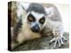 Africa, Madagascar, Isalo National Park. A ring-tailed lemur stretches out on a cool rock.-Ellen Goff-Premier Image Canvas