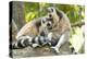 Africa, Madagascar, Isalo National Park. Two ring-tailed lemurs groom one another.-Ellen Goff-Premier Image Canvas