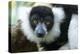 Africa, Madagascar, Lake Ampitabe. A headshot of the showy black-and-white ruffed lemur.-Ellen Goff-Premier Image Canvas