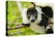 Africa, Madagascar, Lake Ampitabe, headshot of the showy black-and-white ruffed lemur.-Ellen Goff-Premier Image Canvas