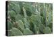 Africa, Madagascar, Spiny Forest, road to Berenty Reserve. A clump of prickly pear cactus-Ellen Goff-Premier Image Canvas